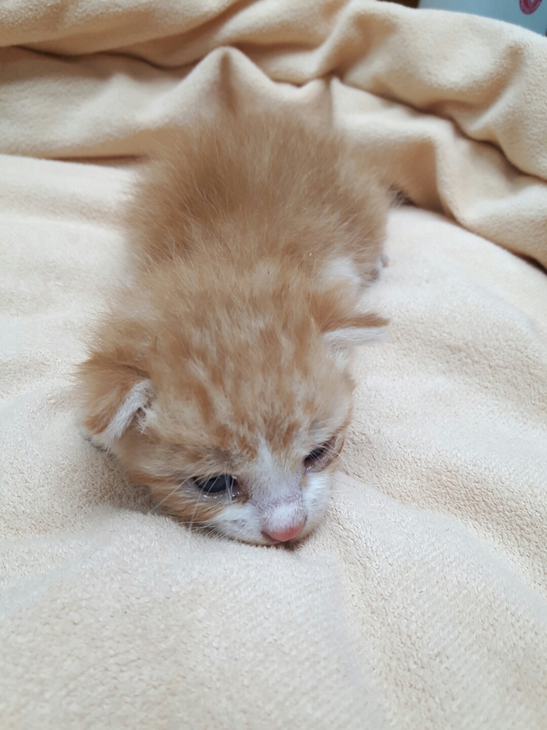 한국 고양이 이미지 파일 입니다.